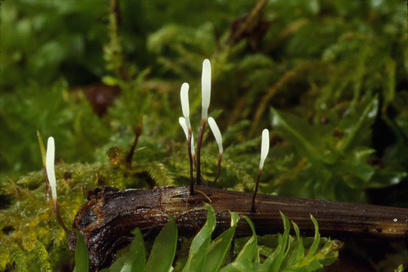 Typhula erythropus